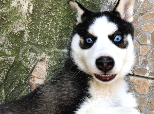 A Kalite Husky Mavi Gözlü Sibirya Kurdu görsel