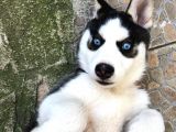 A Kalite Husky Mavi Gözlü Sibirya Kurdu