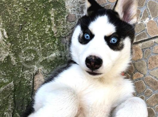 A Kalite Husky Mavi Gözlü Sibirya Kurdu görsel