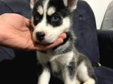 A kalite husky mavi gözlü Sibirya kurdu