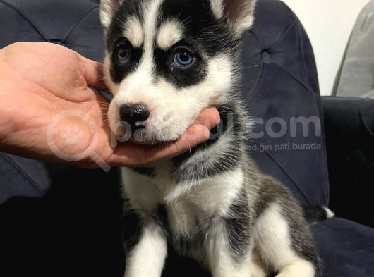 A Kalite Husky Mavi Gözlü Sibirya Kurdu