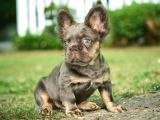 En Yeni Versiyon Ve En Ozel French Bulldog Yavrulari