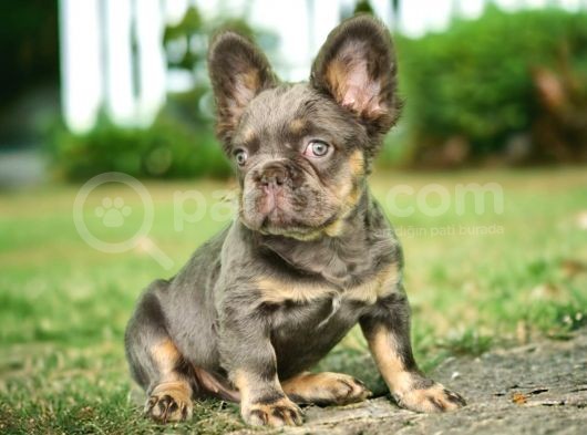 En Yeni Versiyon Ve En Ozel French Bulldog Yavrulari görsel