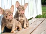 En Yeni Versiyon Ve En Ozel French Bulldog Yavrulari