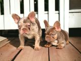 En Yeni Versiyon Ve En Ozel French Bulldog Yavrulari