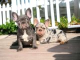 En Yeni Versiyon Ve En Ozel French Bulldog Yavrulari