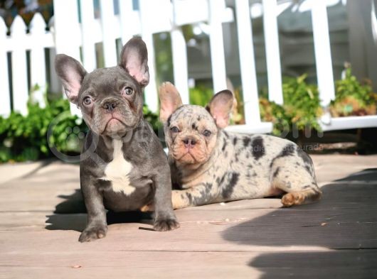 En Yeni Versiyon Ve En Ozel French Bulldog Yavrulari görsel
