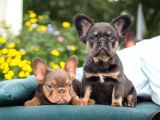 En yeni versiyon ve en ozel french bulldog yavrulari