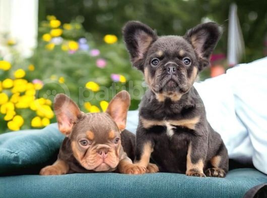 En Yeni Versiyon Ve En Ozel French Bulldog Yavrulari