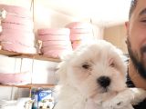 Bembeyaz Maltese Terri̇er 0 Numara