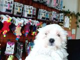 Bembeyaz Maltese Terri̇er 0 Numara