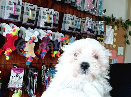 Bembeyaz Maltese Terri̇er 0 Numara görsel