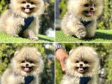 Ayıcık yüz pomeranian Boo yavrular 