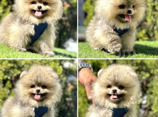 Ayıcık Yüz Pomeranian Boo Yavrular 