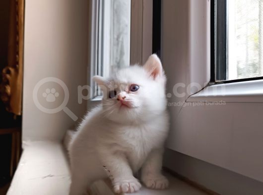 Bal Gibi Oyuncu Kedi Yavrusu görsel