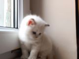Bal Gibi Oyuncu Kedi Yavrusu