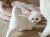 Bal gibi oyuncu kedi yavrusu