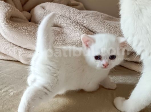 Bal Gibi Oyuncu Kedi Yavrusu