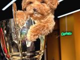 Toypoodle Ayarında Güzeller Güzeli Maltipo Kızımız