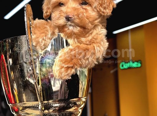 Toypoodle Ayarında Güzeller Güzeli Maltipo Kızımız görsel