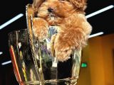 Toypoodle Ayarında Güzeller Güzeli Maltipo Kızımız