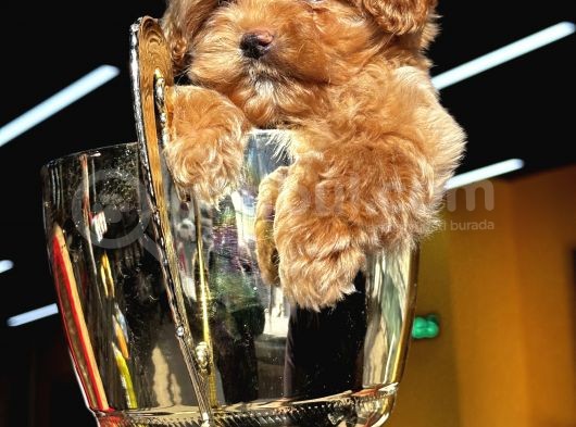 Toypoodle Ayarında Güzeller Güzeli Maltipo Kızımız görsel