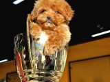 Toypoodle Ayarında Güzeller Güzeli Maltipo Kızımız
