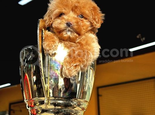 Toypoodle Ayarında Güzeller Güzeli Maltipo Kızımız görsel
