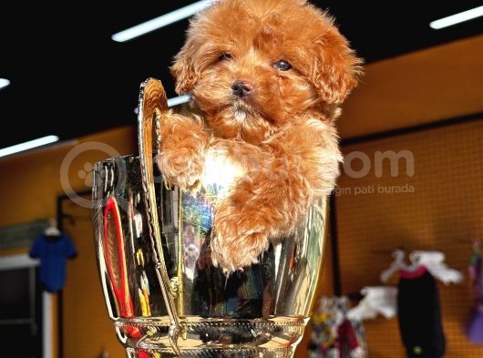 Toypoodle Ayarında Güzeller Güzeli Maltipo Kızımız görsel