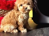 Toypoodle Ayarında Güzeller Güzeli Maltipo Kızımız
