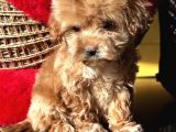 Toypoodle ayarında güzeller güzeli maltipo kızımız