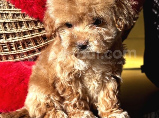 Toypoodle Ayarında Güzeller Güzeli Maltipo Kızımız