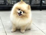 Üst Kalite Pomeranian
