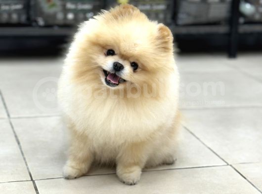 Üst Kalite Pomeranian görsel