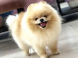 Üst Kalite Pomeranian