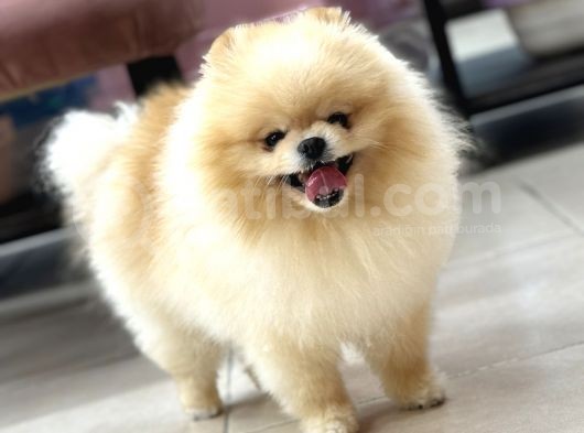 Üst Kalite Pomeranian görsel