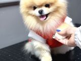 Üst Kalite Pomeranian