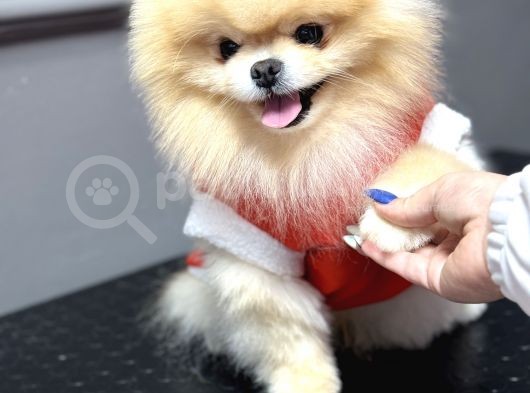Üst Kalite Pomeranian görsel