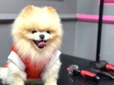Üst kalite pomeranian