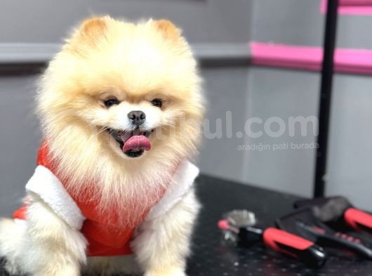 Üst Kalite Pomeranian