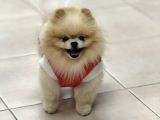 Üst Kalite Pomeranian