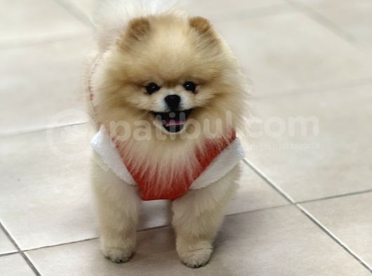 Üst Kalite Pomeranian görsel