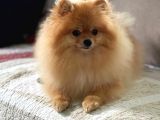 POMERRİAN BOO AYI SURATLI 