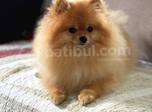 Pomerri̇an Boo Ayi Suratli 