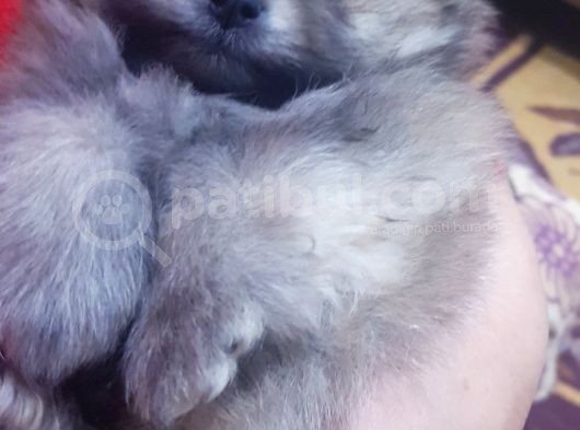 Sevgi Şekerleri   Küçük Boy Pomeryan   Ilk Aşıları Var Uygun görsel