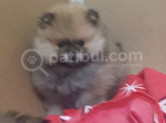 Sevgi Şekerleri   Küçük Boy Pomeryan   Ilk Aşıları Var Uygun görsel