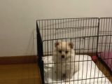 4 Aylik Yavru Poomeri̇an Boo Dişi