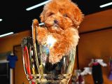 Kilo garantili poodle ve maltipo Çocuklarım