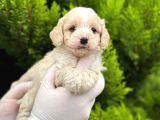 Maltipoo Yavrularım Sağlık Ve Irk Garantilidir