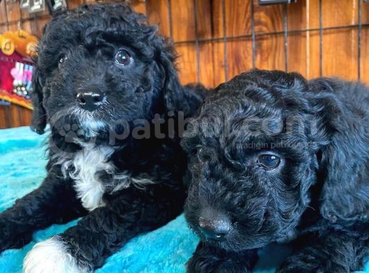 Özel Siyah Poodle Yavrularımız görsel